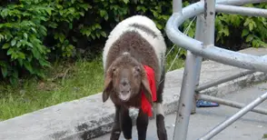 Великденското хоро с живо агне за награда очаква русенци в неделя