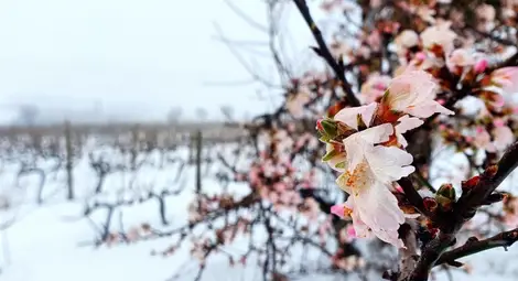 Собствениците на измръзнали овощни градини: Липсата на доходи ще доведе до финансово, демографско и социално сътресение
