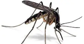 „Санси“ обещава до 25 юни да се справи с комарите