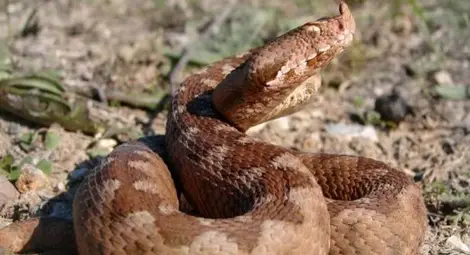 Пепелянка клъвна 13-годишен, спасяват го в токсикологията