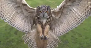 Излекуван бухал се връща в родните гори край Писанец