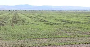 Русенец станал зърнопроизводител и взел субсидии без дори да подозира