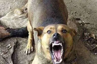 Русенският приют за бездомни кучета  става еталон за нова наредба на МС 