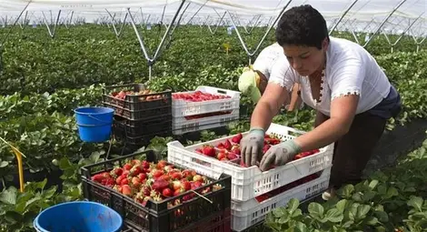 Само един от 10 работещи в  агросектора е на трудов договор