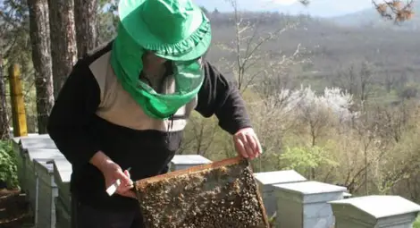 Пчелари излизат на протест