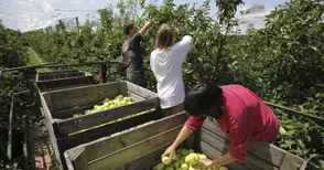 Данъчните искат да следят всяка доставка над 300 килограма на селскостопански стоки
