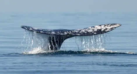 Намериха останки от праисторически кит край Варна