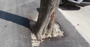 Ремонтът на тротоарите асфалтира дори и кестените по „Борисова“