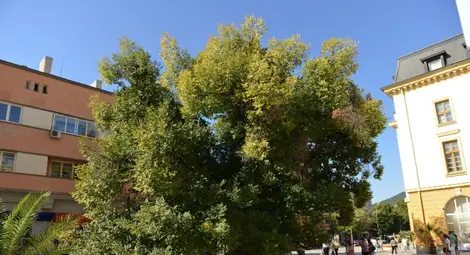 Старият бряст в Сливен чака вашата подкрепа за Европейско дърво на годината в последните дни на конкурса