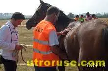 България спечели Балканската титла по обездка