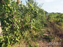 Гроздето на места е на 100% поразено