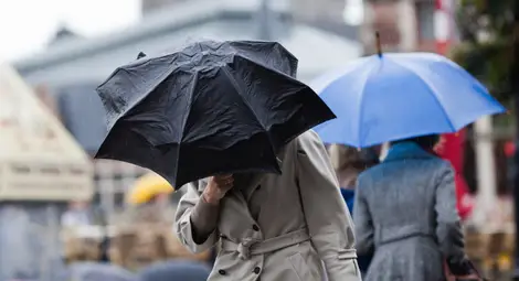 Бурният вятър събори дървета и блокира пътища в страната