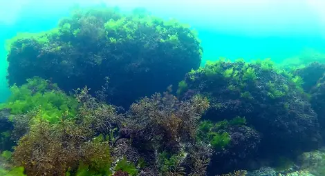 Вижте красотата на залива Болата под водата /галерия/