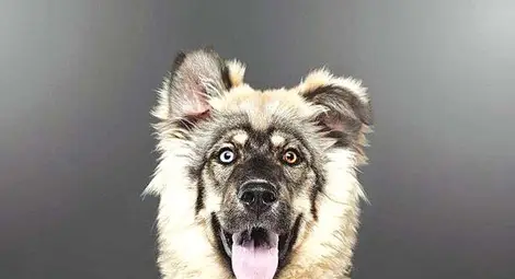 Падна първата глоба за нерегистрирано домашно куче Падна първата глоба за нерегистрирано домашно куче