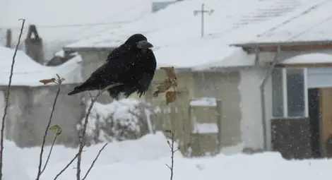 Рекордът за днес: Минус 21°C в Силистренско Рекордът за днес: Минус 21°C в Силистренско
