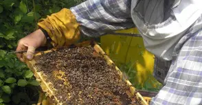 Известяват с SMS пчеларите за предстоящи пръскания