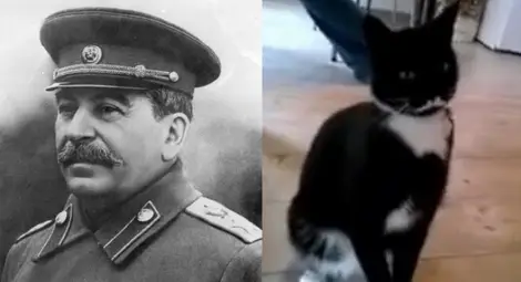 Котка сензация в интернет, приличала на Сталин Котка сензация в интернет, приличала на Сталин