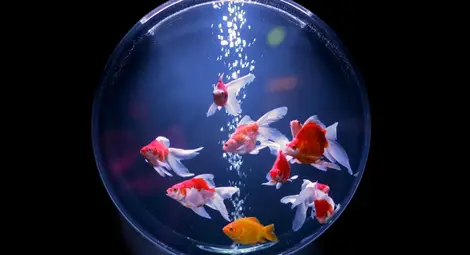 Алкохолът помага на златните рибки да оцелеят през зимата Алкохолът помага на златните рибки да оцелеят през зимата