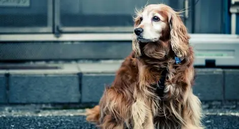 Пухкав герой: Смел кокер шпаньол избави стопанката си от изнасилване Пухкав герой: Смел кокер шпаньол избави стопанката си от изнасилване