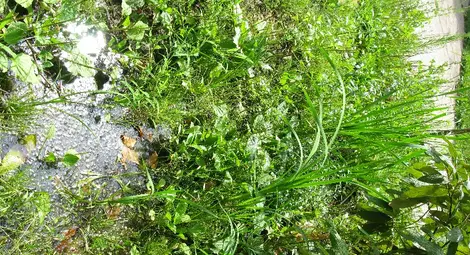 Папур поникна в блато край детска площадка