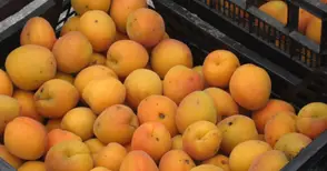 602 килограма кайсии  прибират от декар