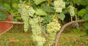 „Образцов чифлик“ пуска нов сорт  грозде в конкурс за иновации на „Агра“