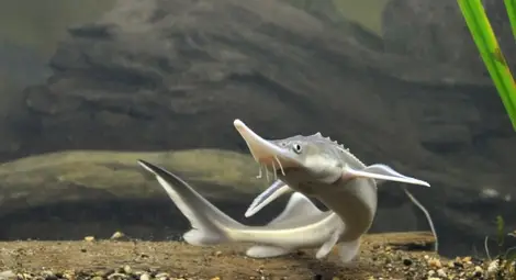 Дунавските есетри: Какво става, когато видовете изчезват /видео/