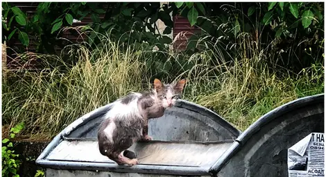 Сдружение „Дунавско сияние“ подсигурява подслон и грижа за бездомните котки в Русе Сдружение „Дунавско сияние“ подсигурява подслон и грижа за бездомните котки в Русе