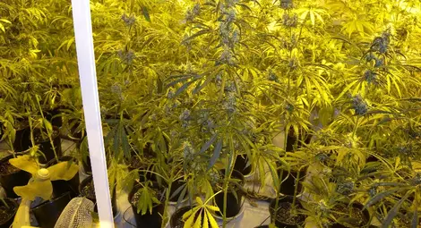 Втора модерна наркооранжерия открита в мазата на селска къща