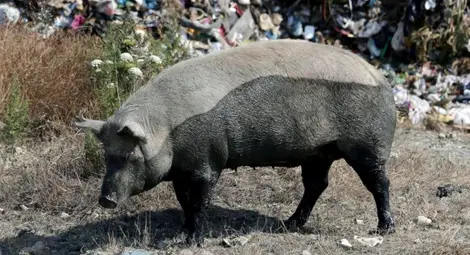 Избиването на прасетата в Румъния било като Холокоста