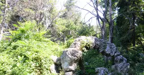 Див орех и подивели храсталаци са превзели алпинеума в парка