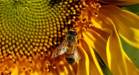 Умуват как да пазят пчелите  при пръскания с пестициди