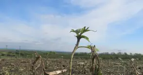 Над 690 хектара зърно и овошки унищожени напълно  от дъжд и градушка