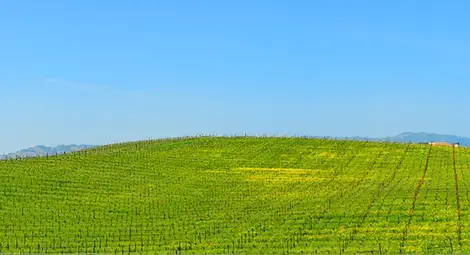 Историята на най-популярната снимка в света /снимки и видео/