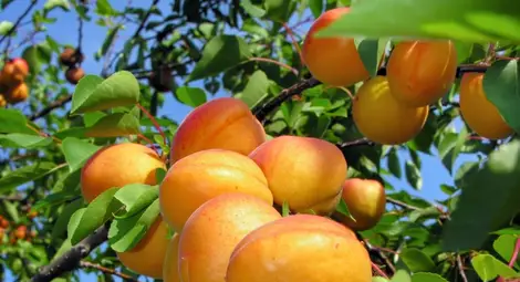 Производители: Тази година и вносът няма да компенсира слабата реколта от кайсии