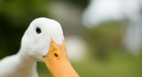 Откриха говореща патица Откриха говореща патица