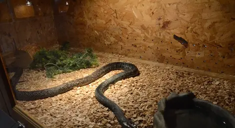 Дракончето Шрек и най-отровната змия в света съскат в музея