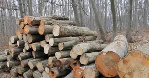 Бракониерска сеч и фалшификати на известни марки установени при полицейска операция