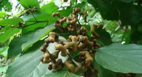 Цъфна "бонбоненото" дърво в Ботаническа градина в Балчик