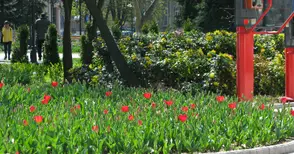 6000 лалета разцъфват на площад „Батенберг“ и в парка