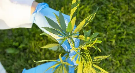 21 стръка марихуана засети сред зеленчуците в частен двор в Помен