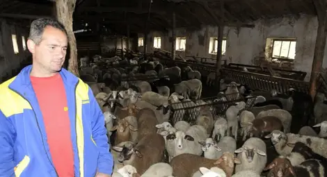 Седмица преди Великден: Слабо търсене на агнета