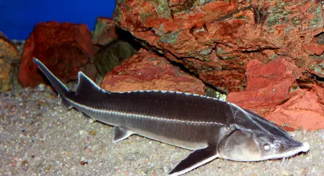 Пуснаха хиляди  чиги в Дунав