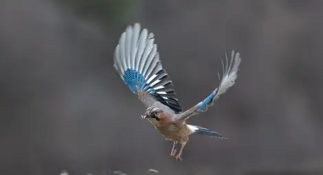 Дивото богатство около нас
