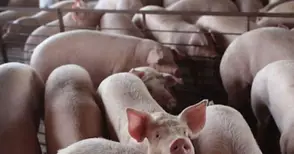 Свинското пада при производителите, но не помръдва в магазините