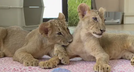 Пазарджик не се отказва от малките лъвчета Тереза и Масуд Пазарджик не се отказва от малките лъвчета Тереза и Масуд