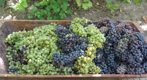 Гроздовата реколта 2.5 пъти над миналогодишната