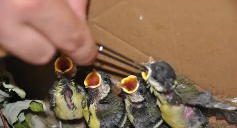 Биолози станаха &bdquo;татковци&ldquo; за четири синигерчета