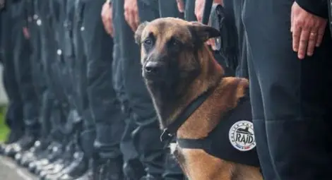 Убитата от терористи овчарка Дизел стана герой във Фейсбук