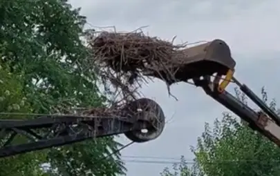 Свитото на багер на сметището щъркелово гнездо преместено след отлитането на птиците Свитото на багер на сметището щъркелово гнездо преместено след отлитането на птиците